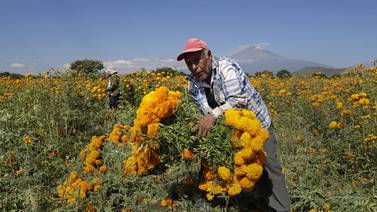  La cosecha de cempasúchil: Preparativos para el Día de Muertos en Puebla