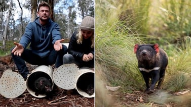 Chris Hemsworth y Elsa Pataky ayudan a demonios de Tasmania a regresar a Australia continental 
