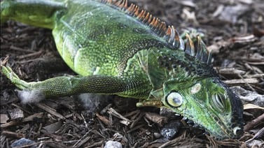 Por frío podrían caer iguanas en Florida