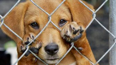 Castigarán maltrato animal con cárcel, multas y sin fianza