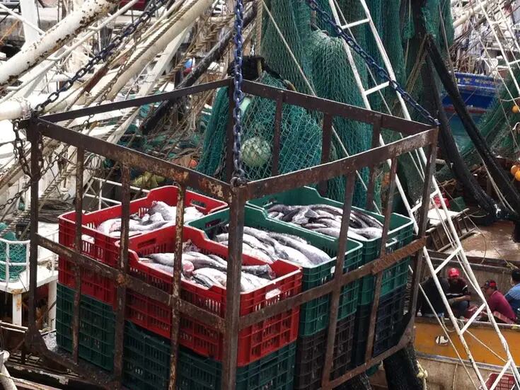 Piden publicar NOM para regular pesca de la merluza en el Golfo de California