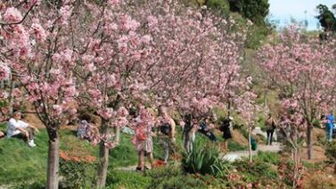 Regresan flores de cerezos al Parque Balboa