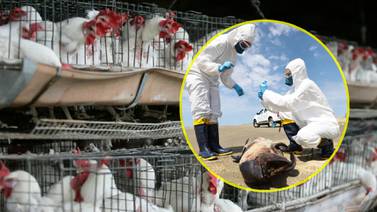 Crece el temor a que los humanos contraigan la gripe aviar a medida que el virus se propaga a los mamíferos