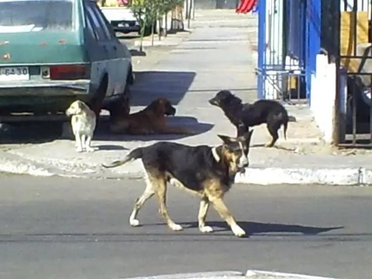 Registro de perros en Rosarito inicia en el mes de junio