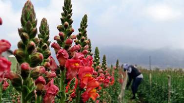 Destaca floricultura en Baja California