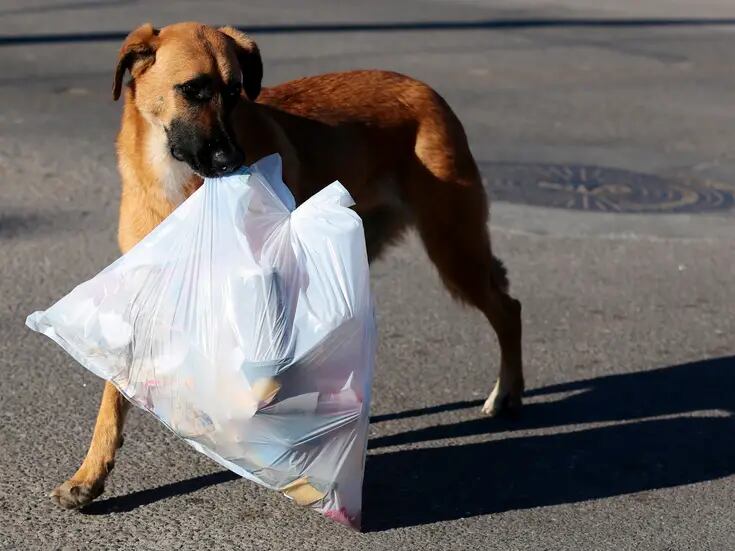 Estiman que hasta 500 perros callejeros viven en La Robledo