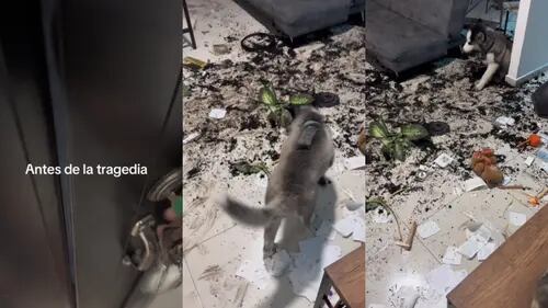 VIDEO: llega a su departamento y encuentra que su husky hizo un caos con las macetas de sus plantas