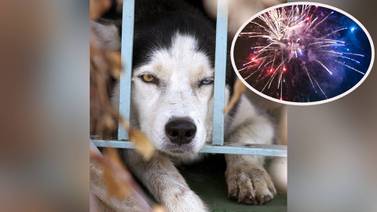 Buscan voluntarios para calmar la ansiedad de perros y gatos causada por los fuegos artificiales del 4 de julio