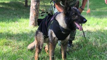 Proteo perro rescatista fallece en su misión en Turquía