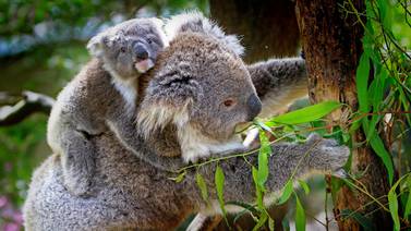 Masacran decenas de koalas en Australia en tala de bosques de eucalipto