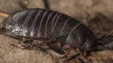 Estudiante de biología halla cucaracha que se creía extinta