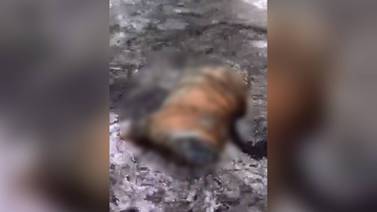 Video: Aparece tigre decapitado en cascada de Valle de Bravo