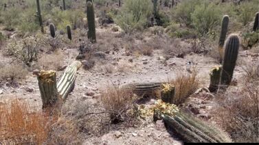 Destruyen cactus de hasta 100 años de vida en Tucson
