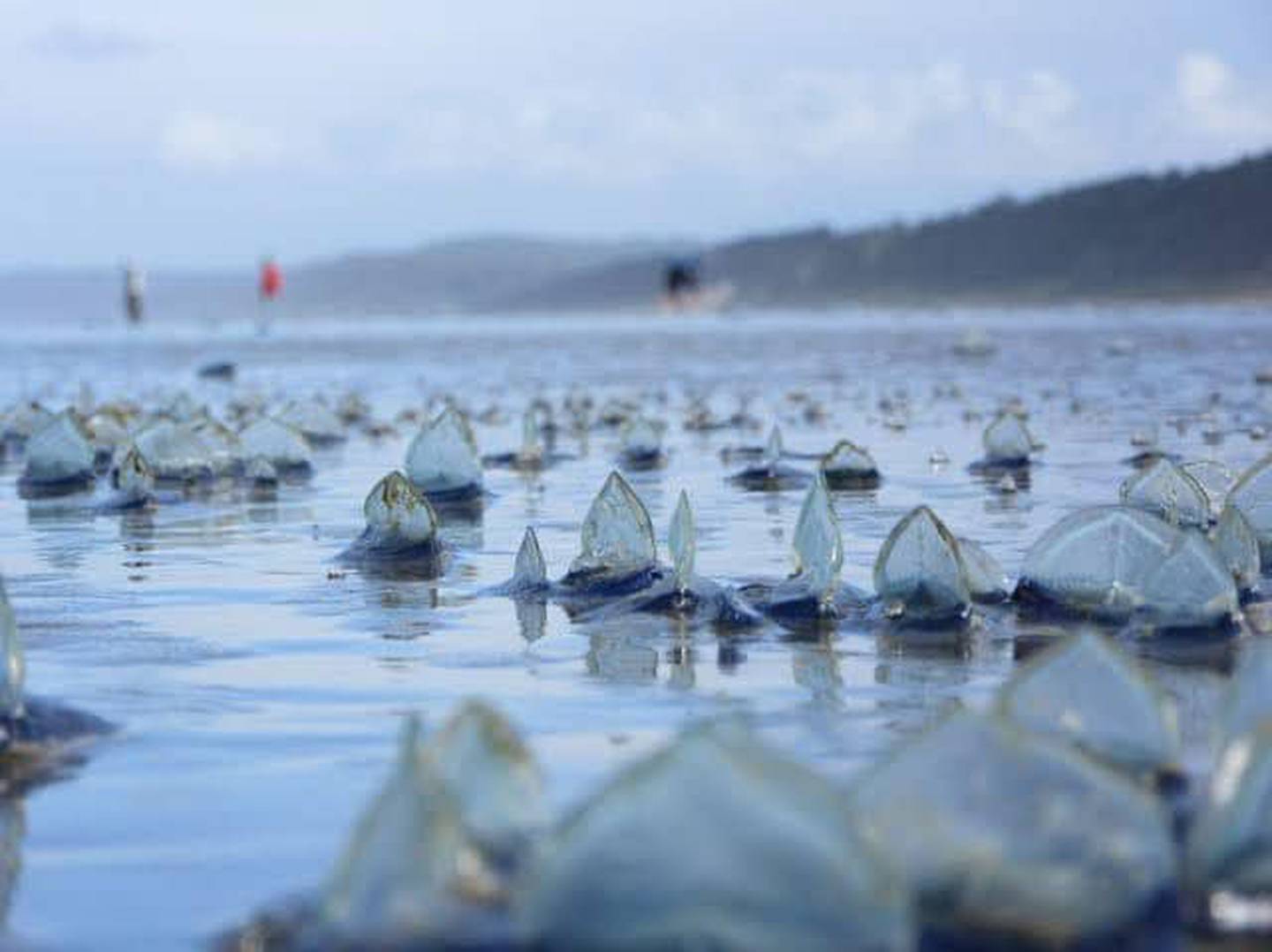 Advierten por medusas velero en playas de Tijuana