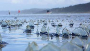 Advierten por medusas velero en playas de Tijuana