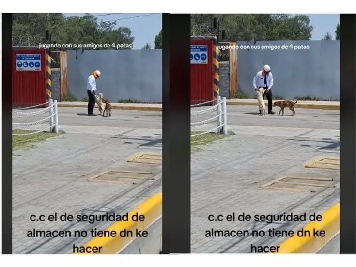 Un trabajador juega con perritos en su tiempo libre durante su jornada laboral