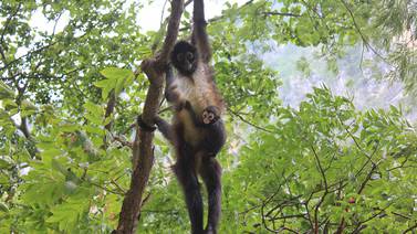 Tras 30 años, mono araña vuelve a nacer en el Cañón del Sumidero