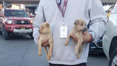 Decomisan cachorros caninos en venta en garita