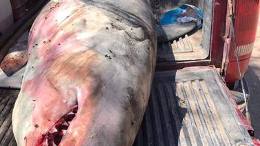 Profepa: "Falsas" las publicaciones en redes sociales sobre captura de tiburón en playa de  Bácum