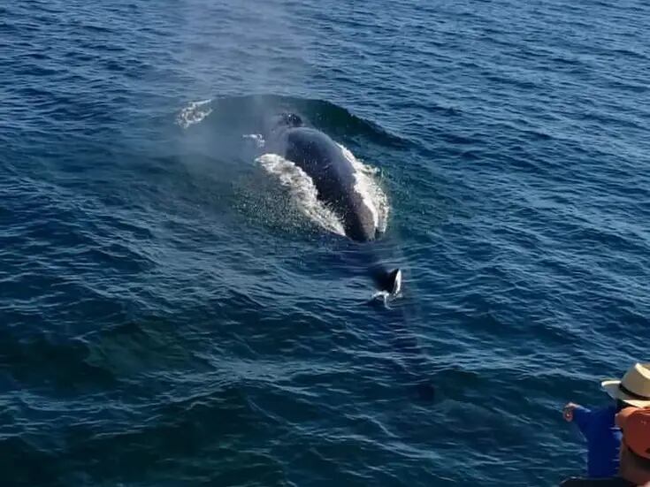 Sonora: Avistan ballenas y tiburones ballena en Puerto Peñasco