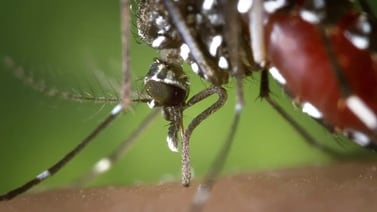 Se mantiene en alerta permanente sector salud ante presencia de virus del Nilo