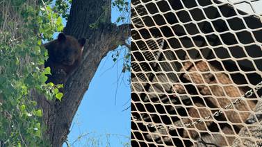 Capturan a oso en Nogales