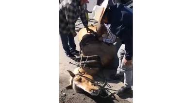 Piden frenar el maltrato a los caballos que circulan en calandrias en Ensenada