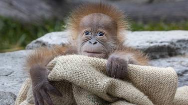 Kaja, el orangután que nació en el San Diego Zoo