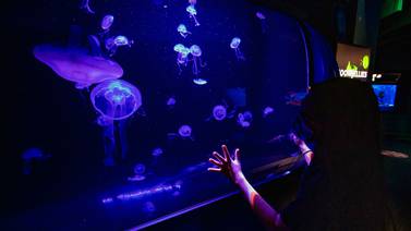Birch Aquarium de La Jolla, un lugar para disfrutar de la vida marítima