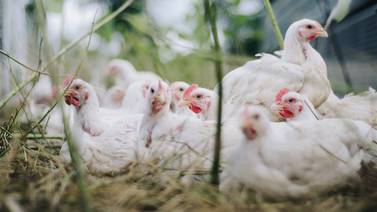 China confirma caso de gripe aviar de nueva cepa H5N6 en un hombre