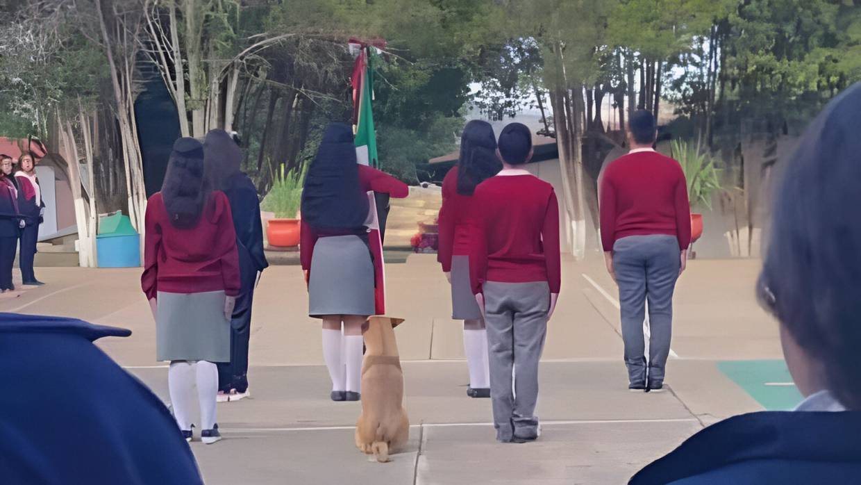 Una estudiante compartió la emocionante historia del perrito recién adoptado | X (@DiloConPerritos)