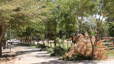 Afirman que mochan de más árboles del Parque Madero