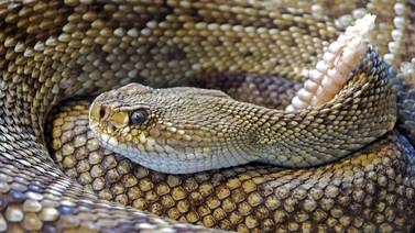 Hermosillo: Serpiente de cascabel muerde a niño en colonia Villa de Seris