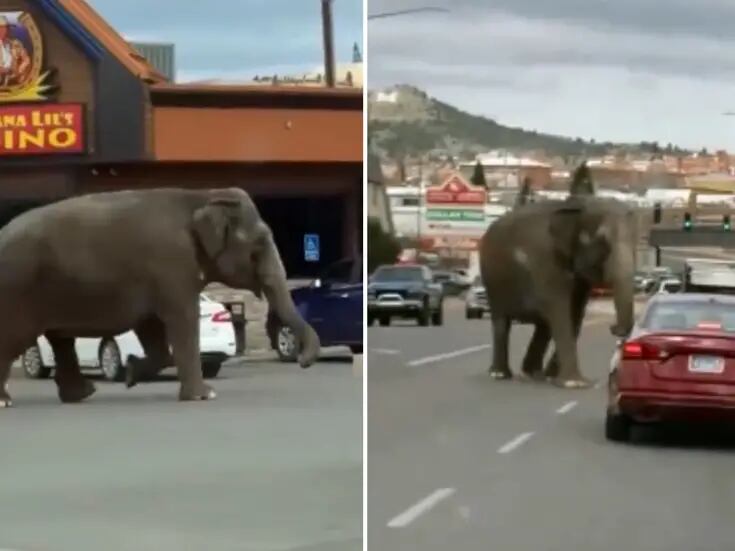 VIDEO: Elefante de circo escapa y pasea por calles de EU
