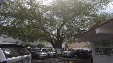 Día del árbol: Ayuntamiento de Hermosillo trabaja en mantener yucatecos y ceibas