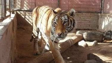 Actor denuncia robo de tigre; Profepa informa que lo asegura en cateo
