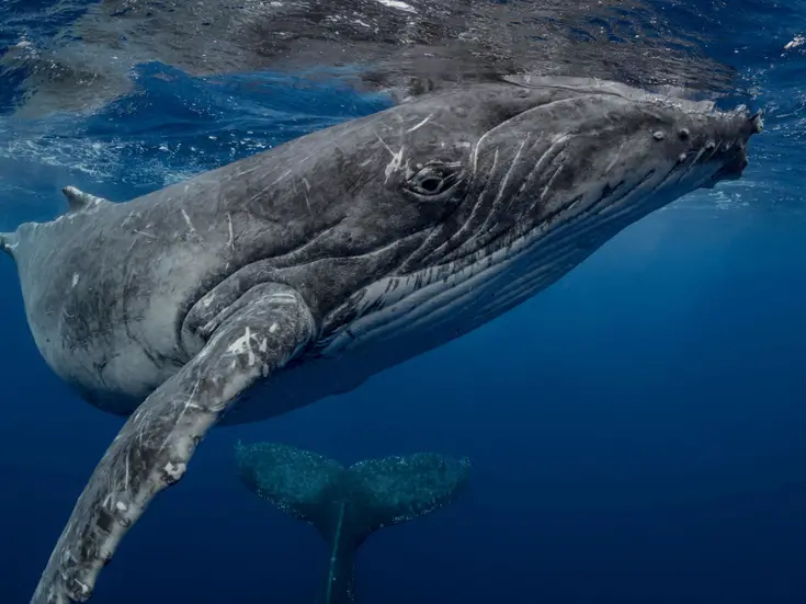Población de ballenas jorobadas cae un 20% debido al calentamiento global