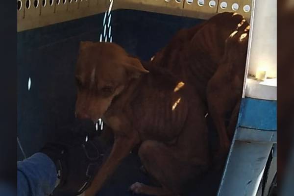 Rescatan a dos perritos de domicilio donde presuntamente los maltrataban en Cajeme