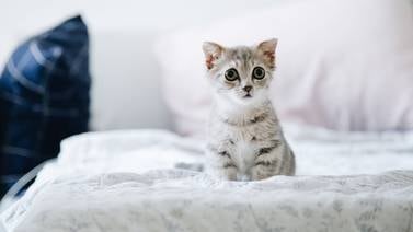 ¿Qué significa si tu gato “amasa” encima de ti?