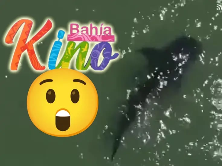 VIDEO: Avistan tiburón ballena en Bahía de Kino, Sonora