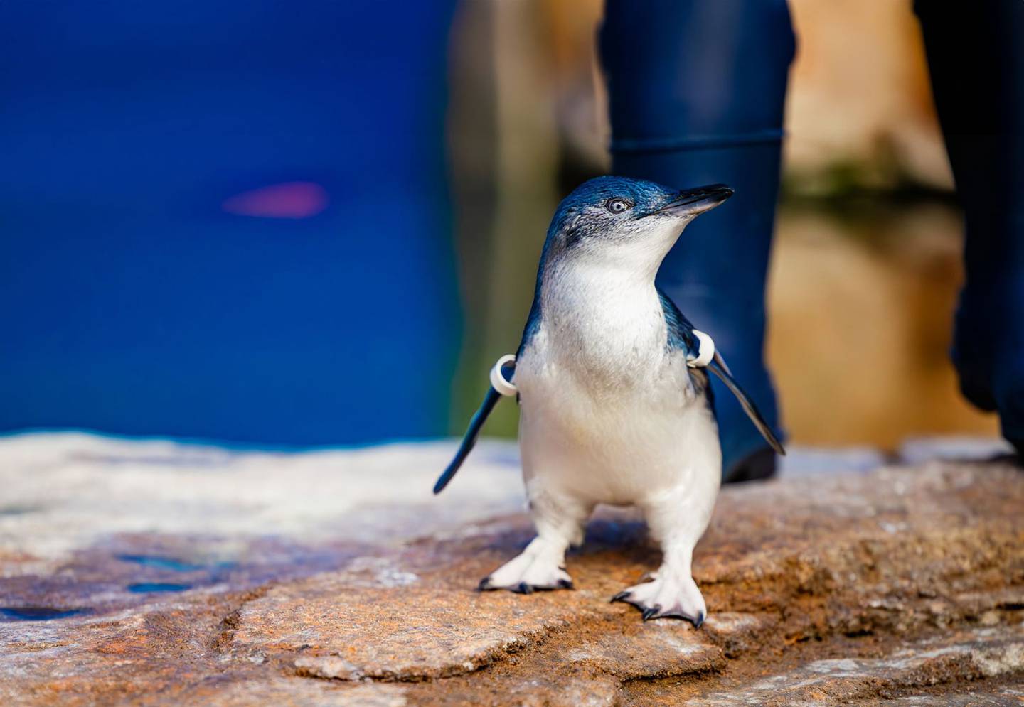 El Acuario Birch realiza esfuerzos de conservación de los pingüinos.