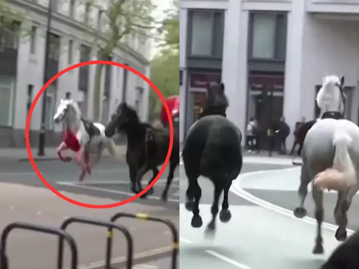 VIDEO: Caballos militares, uno de ellos cubierto de sangre, corren alrededor de Londres dejando multiples heridos