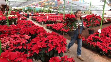 Flor de Nochebuena, un símbolo de identidad de la Navidad en México