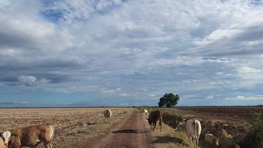 Afecta a ganaderos del Sur de Sonora aumento en insumos