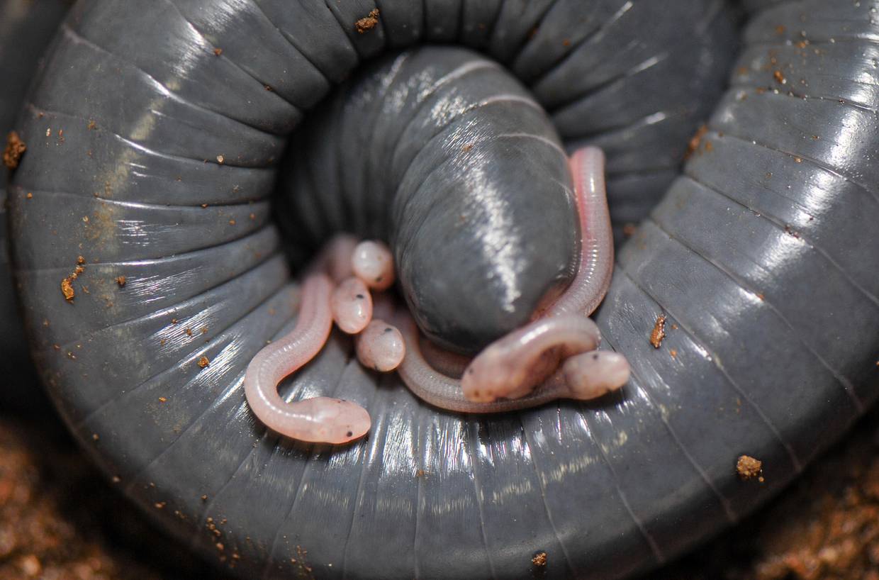'Siphonops annulatus'. En la imagen, un zoom de las crías alrededor del respiradero de la madre. Crédito: Carlos Jared. Imagen facilitada por Science.