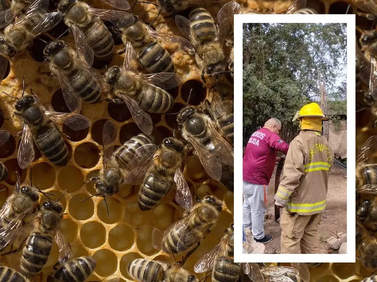 Madre e hija pasan 3 días “secuestradas” por panal de abejas