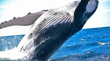 ¿Qué hace posible el canto de las ballenas?