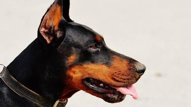 Advierten en EU sobre brote de misteriosa enfermedad respiratoria en perros: ¿En qué estados se han detectado casos?