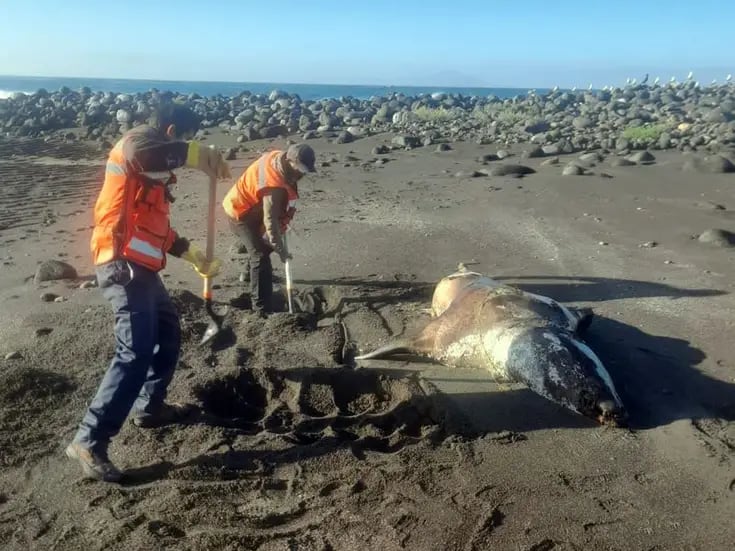 Suman 15 reportes de animales marinos muertos en playas