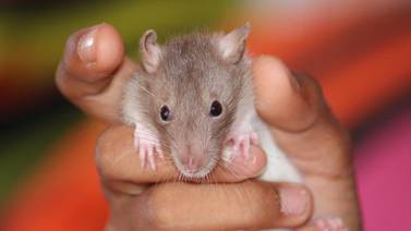 'Revierten' el envejecimiento en ratones con ayuda de proteínas especiales